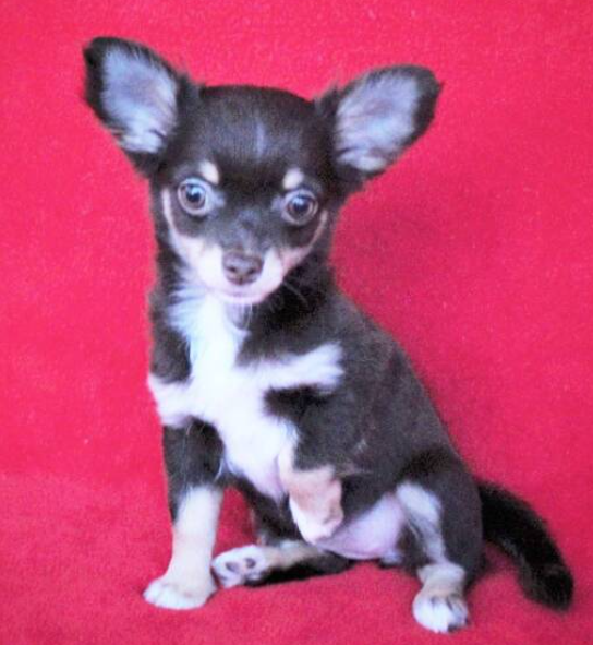 🐾 Dovie – Weiblicher Chihuahua-Welpe 🐶🌷