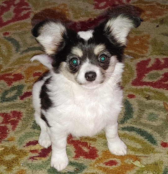 🐾 Sunny – Weiblicher Chihuahua-Welpe ☀️🐶 – Bild 2