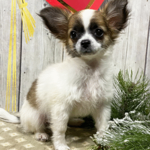 🐾 Kyler – Männlicher Chihuahua-Welpe 🐶💙