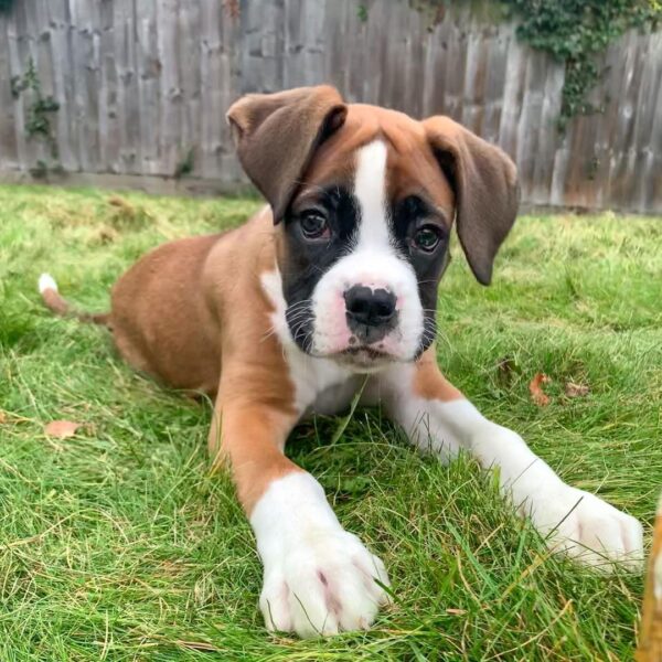 🐾 Max – Männlicher Boxer-Welpe 🐶💪 – Bild 4