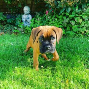 🐾 Regi – Weiblicher Boxer-Welpe 🐶🌸
