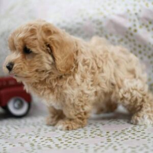 🐾 Darren – Weiblicher Maltipoo-Welpe 🐶🌸