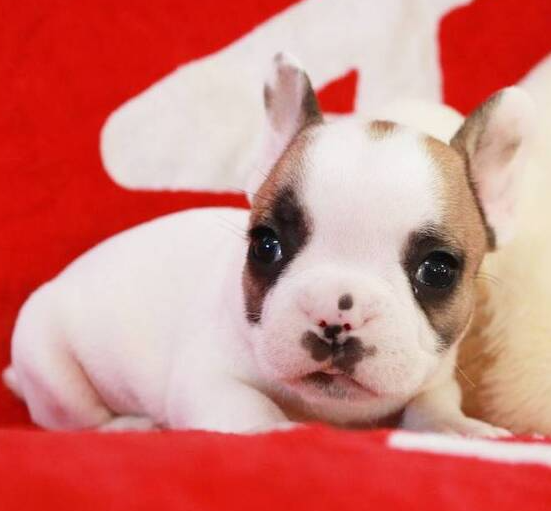 🐾 Ruger – Männlicher Französische Bulldogge-Welpe 🐶🖤 – Bild 2