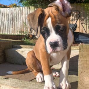 🐾 Max – Männlicher Boxer-Welpe 🐶💪