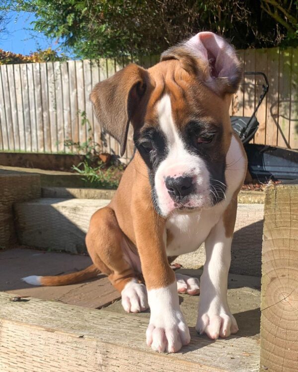 🐾 Max – Männlicher Boxer-Welpe 🐶💪