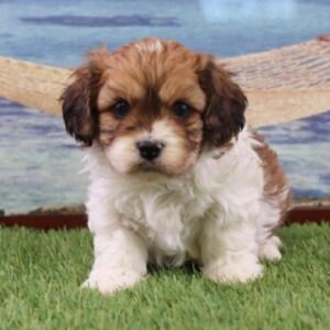 🐾 Rockland – Männlicher Cavachon-Welpe 🐶🧡