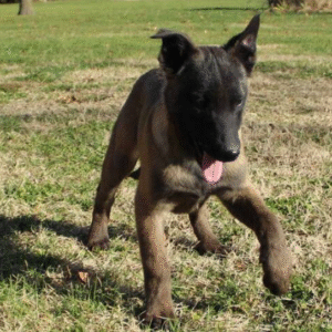 🐾 Timber – Weiblicher Malinois-Welpe 🐶✨