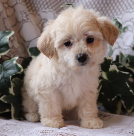 🐾 Polly – Weiblicher Shih-Poo-Welpe 🐶💖 – Bild 2