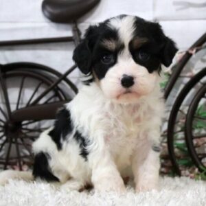 🐾 Cassidy – Weiblicher Cavachon-Welpe 🐶🌼