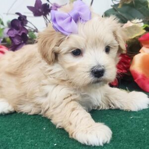 🐾 Stella – Weiblicher Maltipoo-Welpe 🐶⭐
