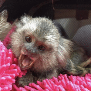 🐒 Buba – Männlicher Fingeraffe zu verkaufen