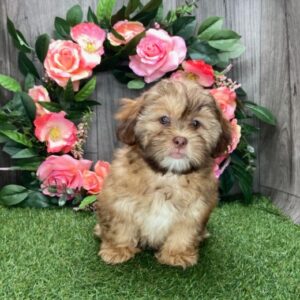 🐾 Lissie – Weiblicher Shih-Poo-Welpe 🐶🌸
