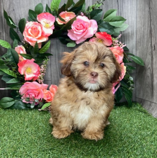 🐾 Lissie – Weiblicher Shih-Poo-Welpe 🐶🌸