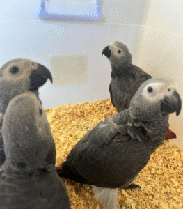 🦜 12 Monate alte männliche Graupapageien (African Grey) – Handaufgezogen & gesund