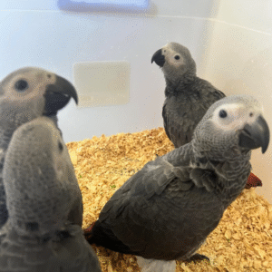 🦜 12 Monate alte männliche Graupapageien (African Grey) – Handaufgezogen & gesund