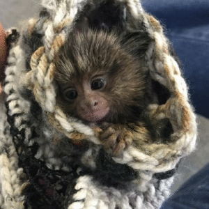 🐒 Eve – Weiblicher Fingeraffe zu verkaufen