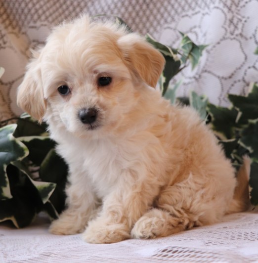 🐾 Polly – Weiblicher Shih-Poo-Welpe 🐶💖