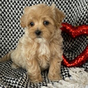 🐾 Badger – Männlicher Maltipoo-Welpe 🐶🖤