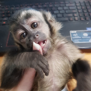 🐒 Buddy – Männlicher Kapuzineraffe zu verkaufen