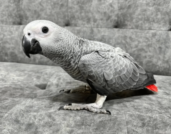 🦜 12 Monate alte männliche Graupapageien (African Grey) – Handaufgezogen & gesund – Bild 3