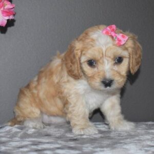 🐾 Skye – Weiblicher Cavachon-Welpe 🐶💕