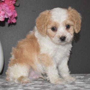 🐾 Maxwell – Männlicher Cavachon-Welpe 🐶🌟