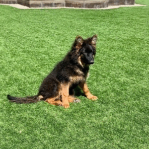 🐾 Alex – Männlicher Deutscher Schäferhund-Welpe 🐶🦴