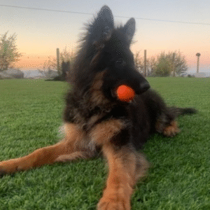 🐾 Angela – Weiblicher Deutscher Schäferhund-Welpe 🐶🌟