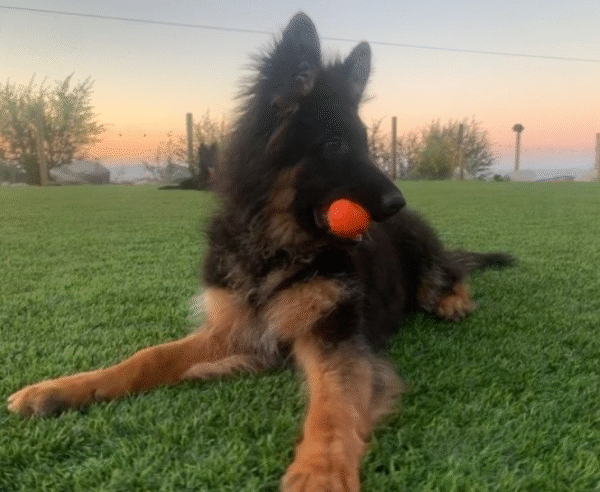 🐾 Angela – Weiblicher Deutscher Schäferhund-Welpe 🐶🌟