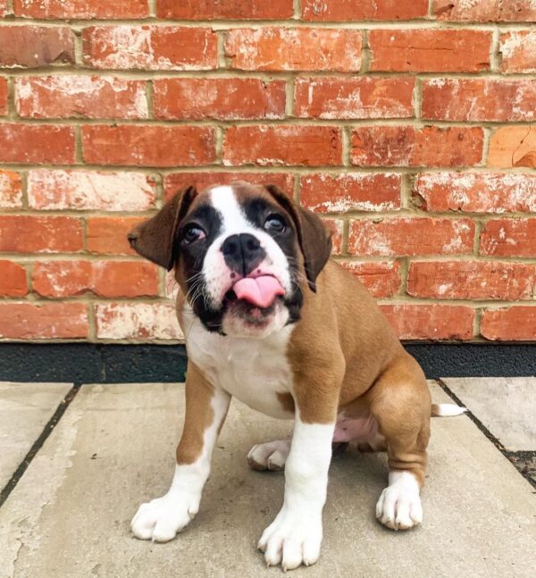 🐾 Max – Männlicher Boxer-Welpe 🐶💪 – Bild 5