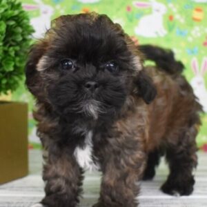 🐾 Axel – Männlicher Shih-Poo-Welpe 🐶🧡