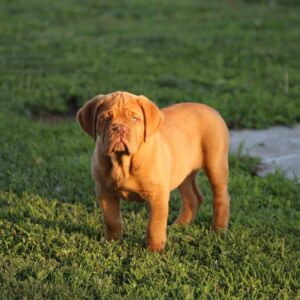🐾 Cindy – Weiblicher Französischer Doggen-Welpe (Dogue de Bordeaux) 🐶🌸