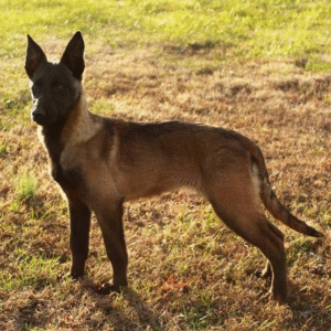 🐾 Freedom – Weiblicher Malinois-Welpe 🐶✨