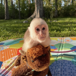 🐒 GUCCI – Männlicher Kapuzineraffe zu verkaufen