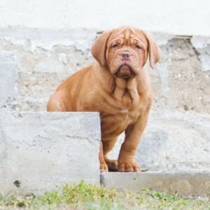 🐾 Hula – Weiblicher Bordeauxdoggen-Welpe 🐶🌺