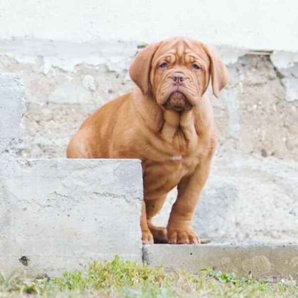 🐾 Hula – Weiblicher Bordeauxdoggen-Welpe 🐶🌺