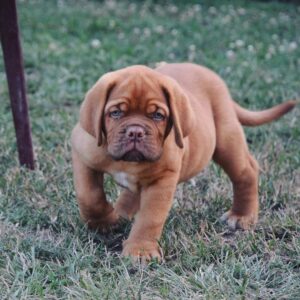🐾 Ivar – Männlicher Dogue de Bordeaux-Welpe 🐶❤️