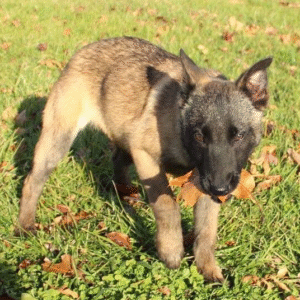 🐾 Jama – Weiblicher Malinois-Welpe 🐶✨