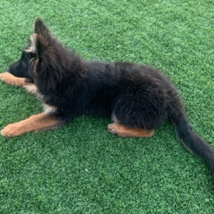 🐾 Kayla – Weiblicher Deutscher Schäferhund-Welpe 🐶🖤