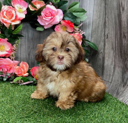 🐾 Lissie – Weiblicher Shih-Poo-Welpe 🐶🌸 – Bild 2