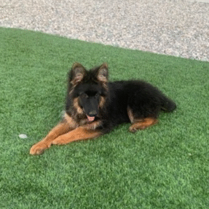 🐾 Max – Männlicher Deutscher Schäferhund-Welpe 🐶🦴