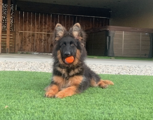 🐾 Max – Männlicher Deutscher Schäferhund-Welpe 🐶🦴 – Bild 2