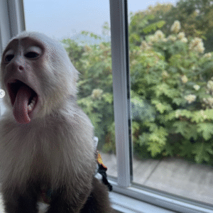 🐒 Mia – Weiblicher Kapuzineraffe zu verkaufen
