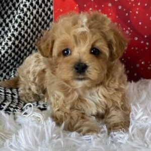 🐾 Mudi – Männlicher Maltipoo-Welpe 🐶✨