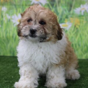 🐾 Owen – Männlicher Shih-Poo-Welpe 🐶💚