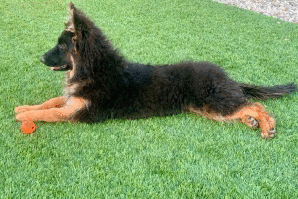 🐾 Pirlo – Männlicher Deutscher Schäferhund-Welpe 🐶🖤 – Bild 2