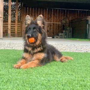 🐾 Pirlo – Männlicher Deutscher Schäferhund-Welpe 🐶🖤