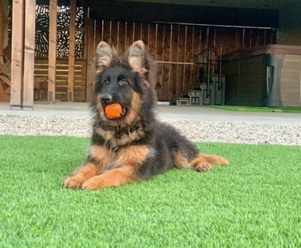 🐾 Pirlo – Männlicher Deutscher Schäferhund-Welpe 🐶🖤