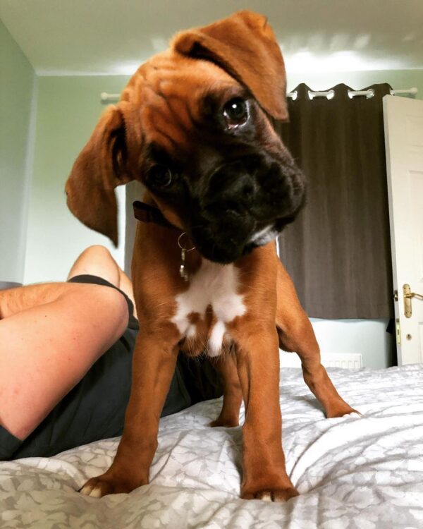 🐾 Regi – Weiblicher Boxer-Welpe 🐶🌸 – Bild 6