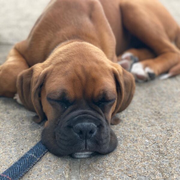🐾 Regi – Weiblicher Boxer-Welpe 🐶🌸 – Bild 2